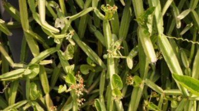 ALPHA ENERGY Ingredient - Cissus Quadrangularis