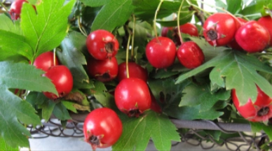 ALPHA ENERGY Ingredient - Hawthorn Berries