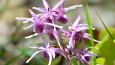 ALPHA ENERGY Ingredient - Horny Goat Weed