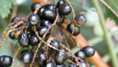 ALPHA ENERGY Ingredient - Saw Palmetto Berries