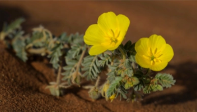 ALPHA ENERGY Ingredient - Tribulus Terrestris