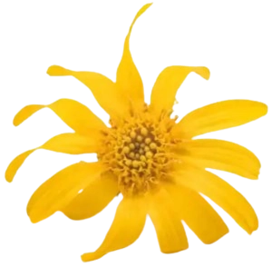 Arnica Montana Flower Extract
