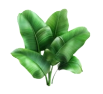 Banaba Leaf Extract & Corosolic Acid