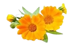 Calendula Officinalis Extract