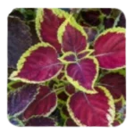 Coleus