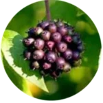 Eleuthero Root