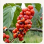 Guarana