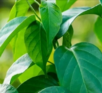 Gymnema Sylvestre Leaf