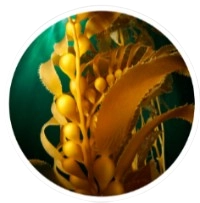 Kelp Powder (leaf)