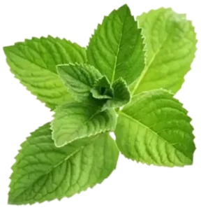 Menthol