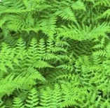 Polypodium Leucotomos Extract