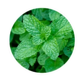 PowerBite Ingredient - Wild Mint
