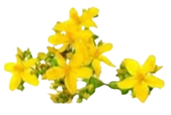 St. John’s Wort Oil