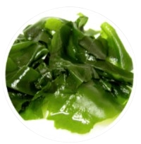 Wakame Extract (leaf)