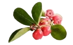 Wintergreen Oil