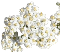 Yarrow Flower